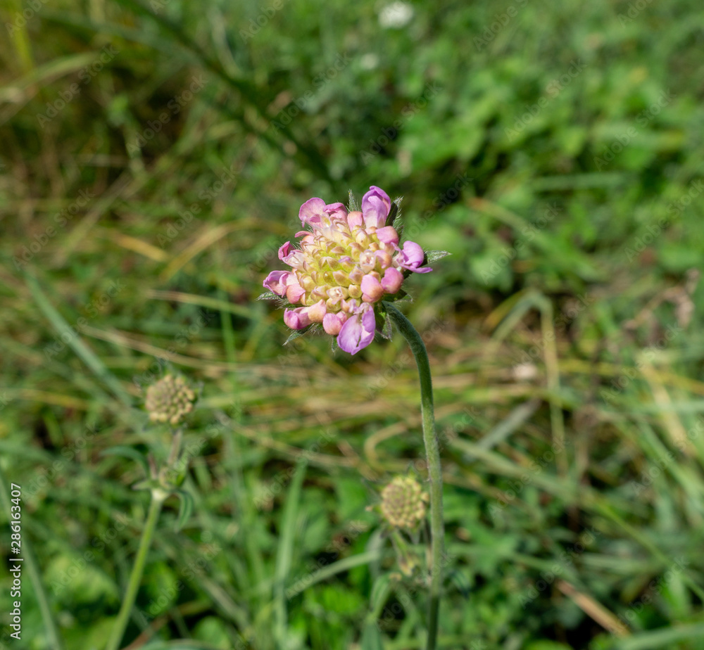 Fototapeta premium flower in field