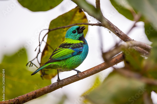 Green headed Tanager photographed in Linhares, Espirito Santo. Southeast of Brazil. Atlantic Forest Biome. Picture made in 2012.