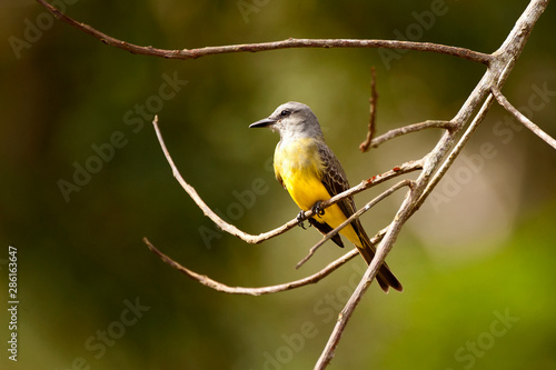 Tropical Kingbird photographed in Linhares, Espirito Santo. Southeast of Brazil. Atlantic Forest Biome. Picture made in 2012.