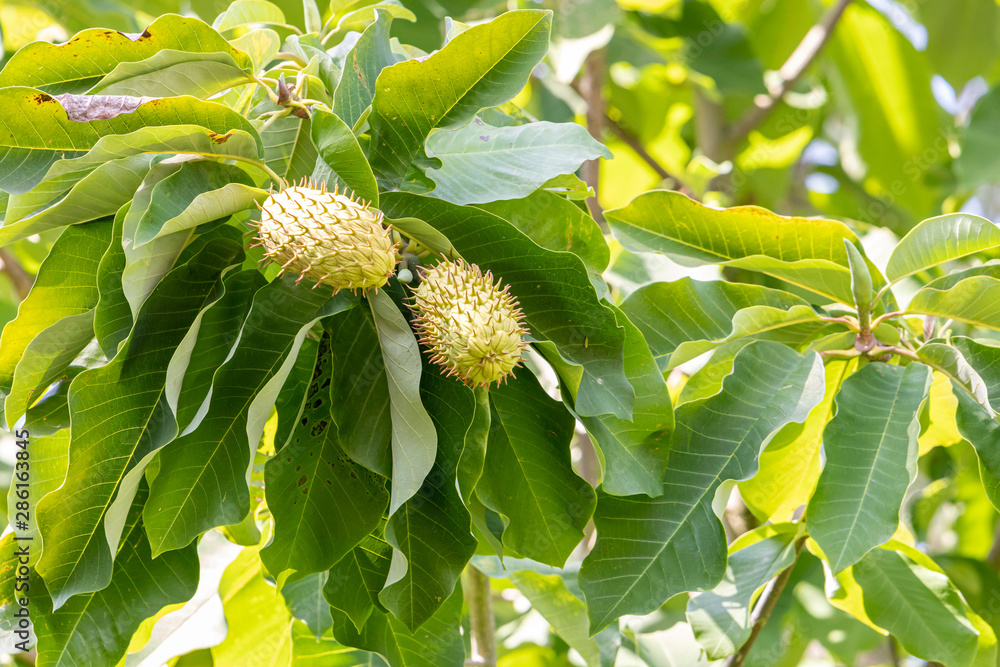 Obraz premium Stachelannonenfrucht am Baum
