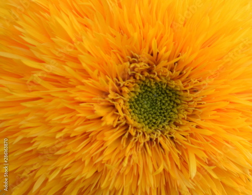 abstract background of a closeup flower in many colors