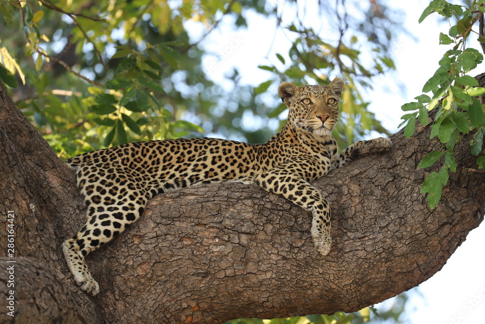 Leopard auf einem Baum Leopard auf einem Baum