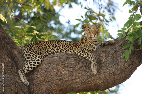 Leopard auf einem Baum 