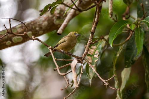 Palm Tanager photographed in Linhares, Espirito Santo. Southeast of Brazil. Atlantic Forest Biome. Picture made in 2012. © Leonardo