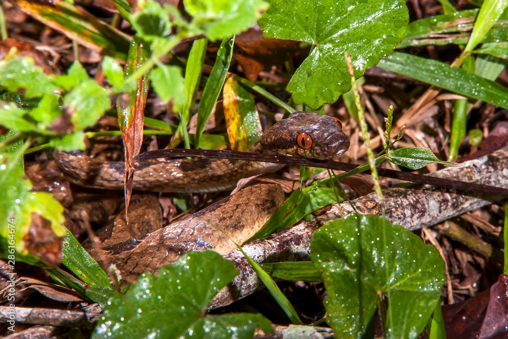 Banded cat eyed snake photographed in Linhares, Espirito Santo. Southeast of Brazil. Atlantic Forest Biome. Picture made in 2012. Banded cat eyed snake photographed in Linhares, Espirito Santo. Southeast of Brazil. Atlantic Forest Biome. Picture made in 2012.