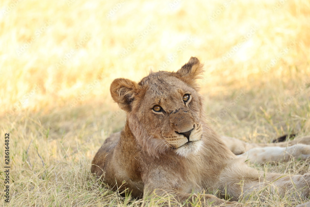 Obraz premium Löwin auf freiem Feld