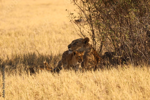 Löwin mit Löwenbaby © Reinhard