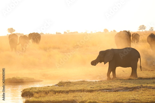 Elefanten am Wasserloch vor Sonneruntergang photo