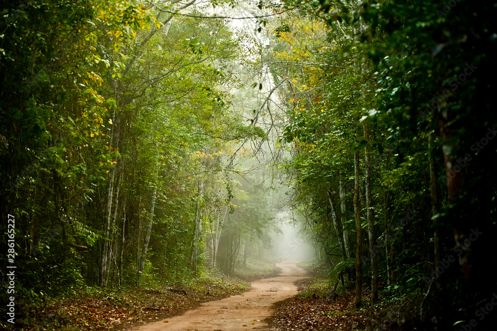 Fototapeta premium Fog in Sooretama Reserve photographed in Linhares, Espirito Santo. Southeast of Brazil. Atlantic Forest Biome. Picture made in 2012.