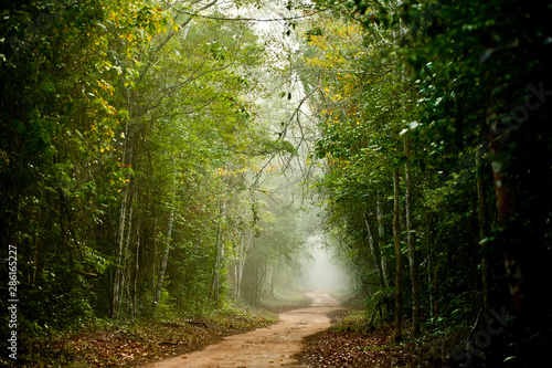 Fog in Sooretama Reserve photographed in Linhares, Espirito Santo. Southeast of Brazil. Atlantic Forest Biome. Picture made in 2012.