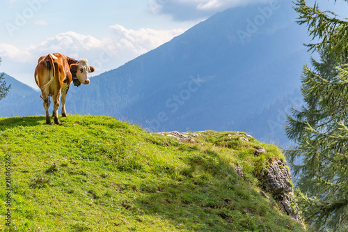 Mucca sul prato in alta montagna
