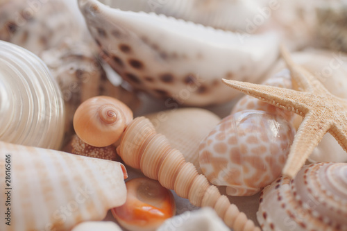 Seashells background. Many different seashells and starfish mixed.