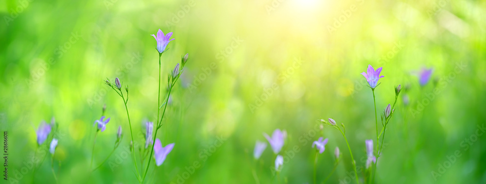 blue bellflowers on sunny meadow, bright green natural abstract background. gentle nature image with campanula violet flowers. banner. spring summer season. copy space. template for design - obrazy, fototapety, plakaty 