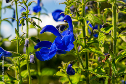 Die blaue Schönheit photo