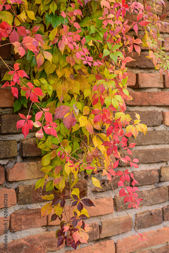 Autumnal ivy on a red brick wall in Italy.