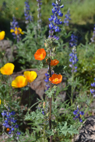 Globe mallow with poppies and lupine on a green background