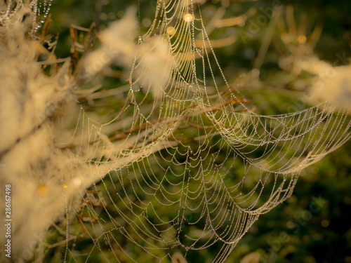 A web of drops of morning dew flutters in a light breeze on grass stalks in a summer field.