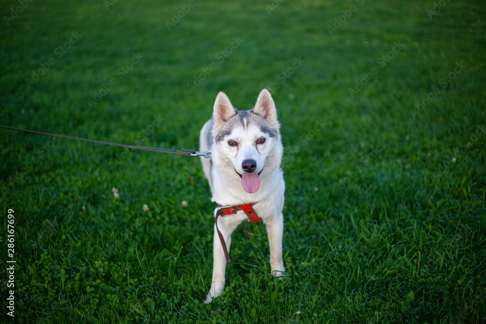 Husky on the lawn. Walk with the animal in nature. Pet on a leash. Funny dog in a city park. Husky on the lawn. Walk with the animal in nature. Pet on a leash. Funny dog in a city park.