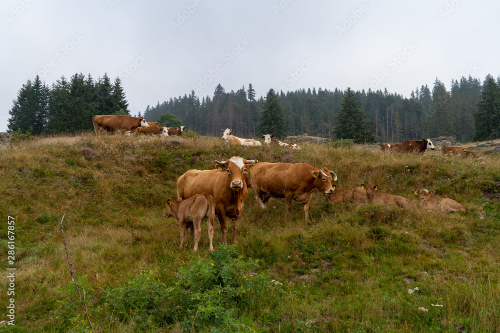 Schwarzwald im Sommer