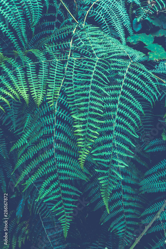 Ferns in the forest, Madeira. Beautiful ferns leaves green foliage. Close up of beautiful growing ferns in the forest. Natural floral fern background in sunlight. © Alex