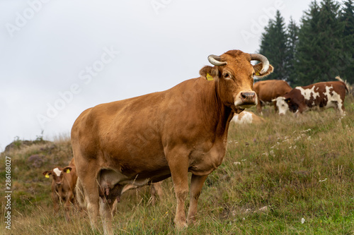 Schwarzwald im Sommer