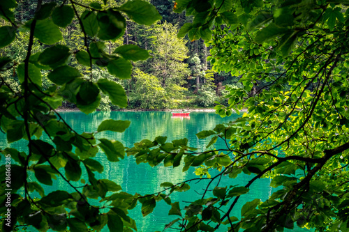green leaves in water