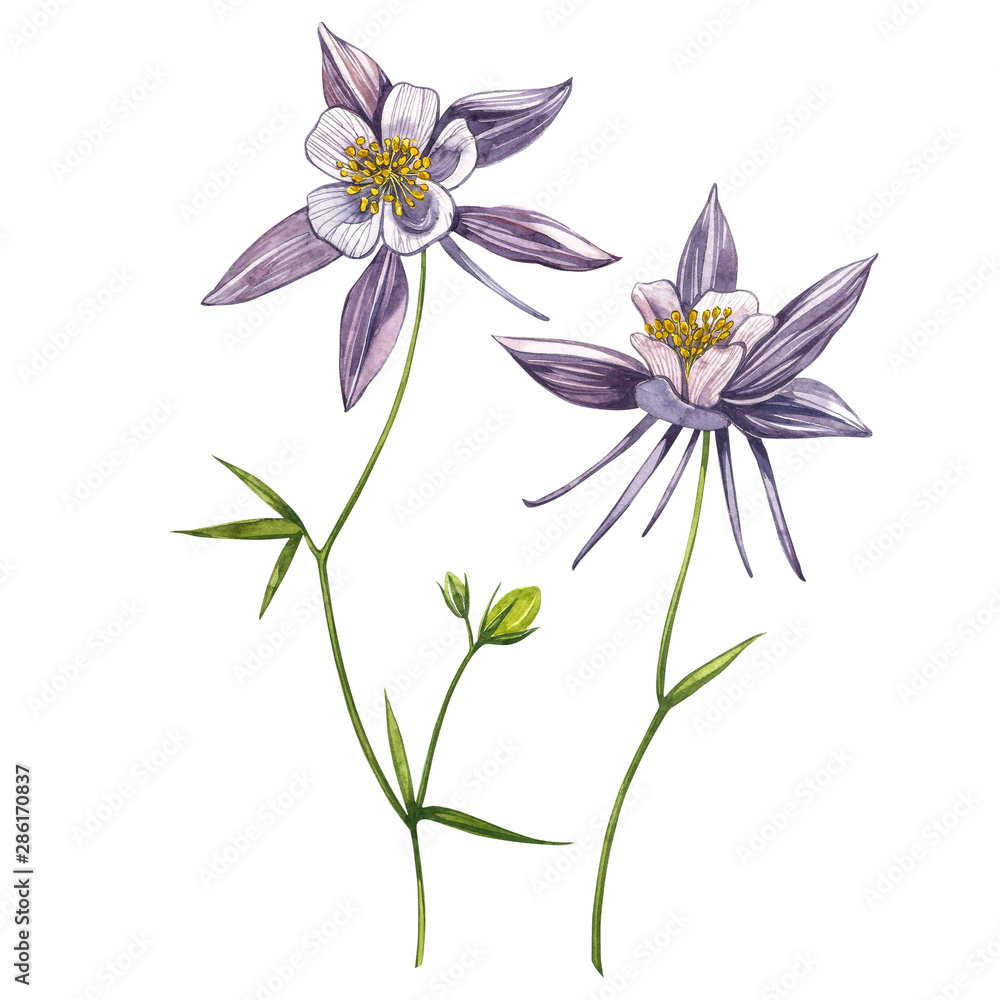 Double Columbine flowers. Collection of hand drawn flowers and plants. Watercolor set of flowers and leaves, hand drawn floral illustration isolated on a white background. Collection garden and wild