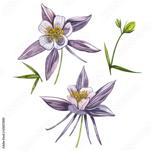 Fototapeta Naklejka Na Ścianę i Meble -  Double Columbine flowers. Collection of hand drawn flowers and plants. Watercolor set of flowers and leaves, hand drawn floral illustration isolated on a white background. Collection garden and wild