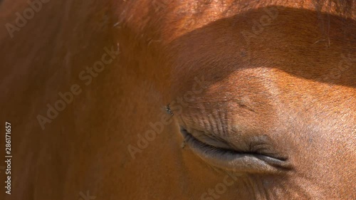 Brown horse eye pestered by flies on hot summer day. Close up shot. 