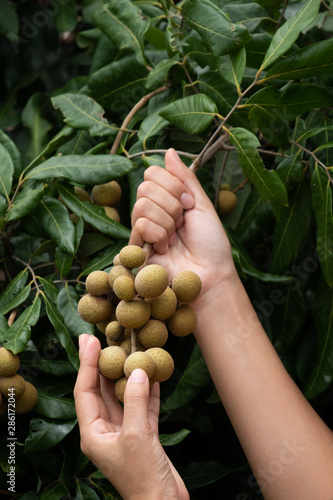 Caring for the longan.