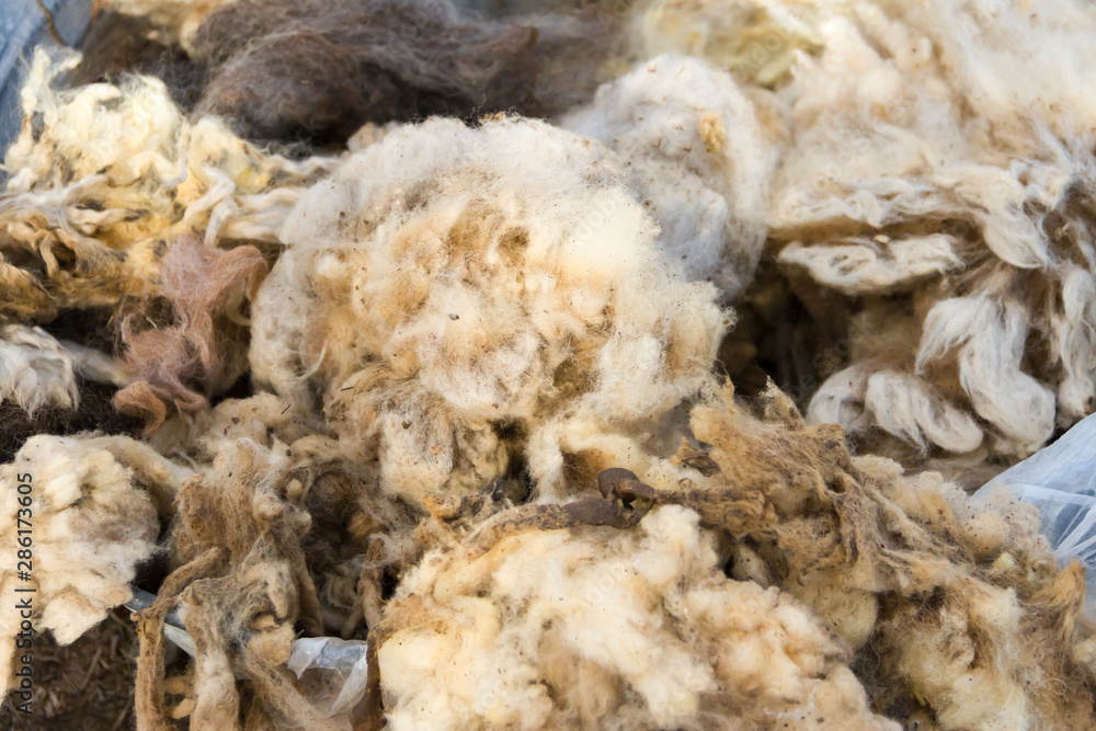 raw wool fleece just sheared before being spun raw wool fleece just sheared before being spun