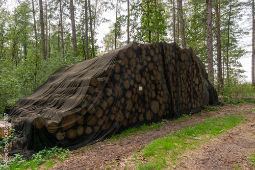 Tree trunks covered with nets, bark beetle protection in the forest photo