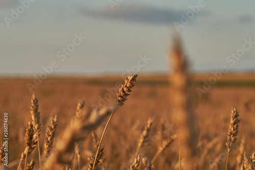 agriculture  farming. Rye field at sunset