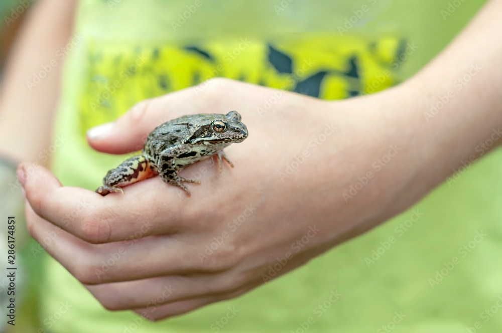 Obraz premium Frog ordinary, living in the garden sits on the hand of a child. Portrait of a frog caught by a boy