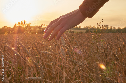 Harvest, wheat, grain, farm, agricultural, farm, field, sowing, bread, stem, ear, rye, sheaves, sunset, on film, filmed, rays, sun, glare, August, Russia, cereals, touch, stroke, stroke, girl, brush, 