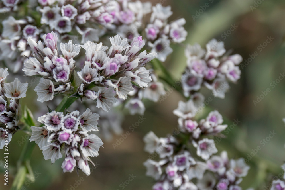 White-pink brushes of a thyme medicinal plant in the Altai steppe White-pink brushes of a thyme medicinal plant in the Altai steppe