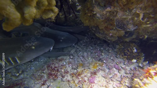 Carpet Sharks Close Up. Blind Sharks Or Grey Carpetshark. Group Of Calm Bottom Dwelling Sharks Laying Peaceful Together In Colourful Beautiful Rocky Coral Reef Cave. Bottom Dwelling Shark Marine Life photo