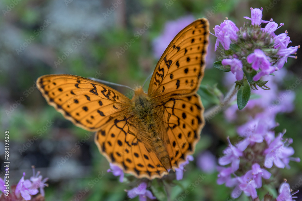 Bright orange butterfly on a blue flower on a summer day Bright orange butterfly on a blue flower on a summer day