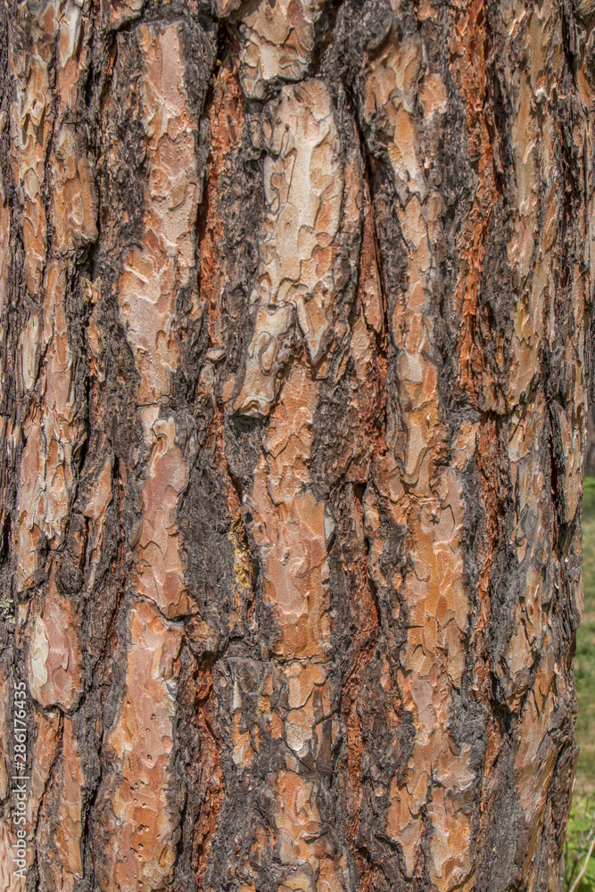 Texture of orange brown pine tree bark Texture of orange brown pine tree bark