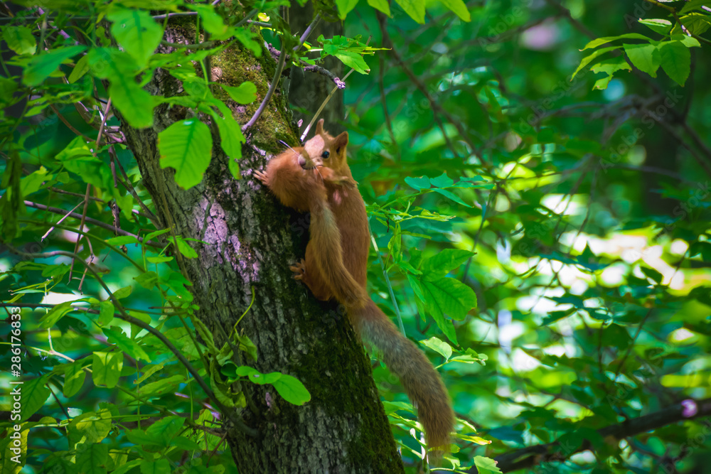 Red squirrel carries in its teeth its cub