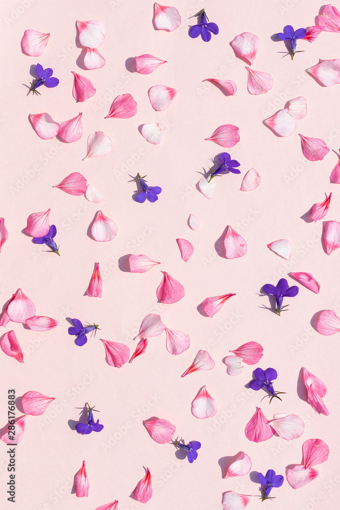 Delicate pink solid background with geranium petals and purple l Delicate pink solid background with geranium petals and purple l