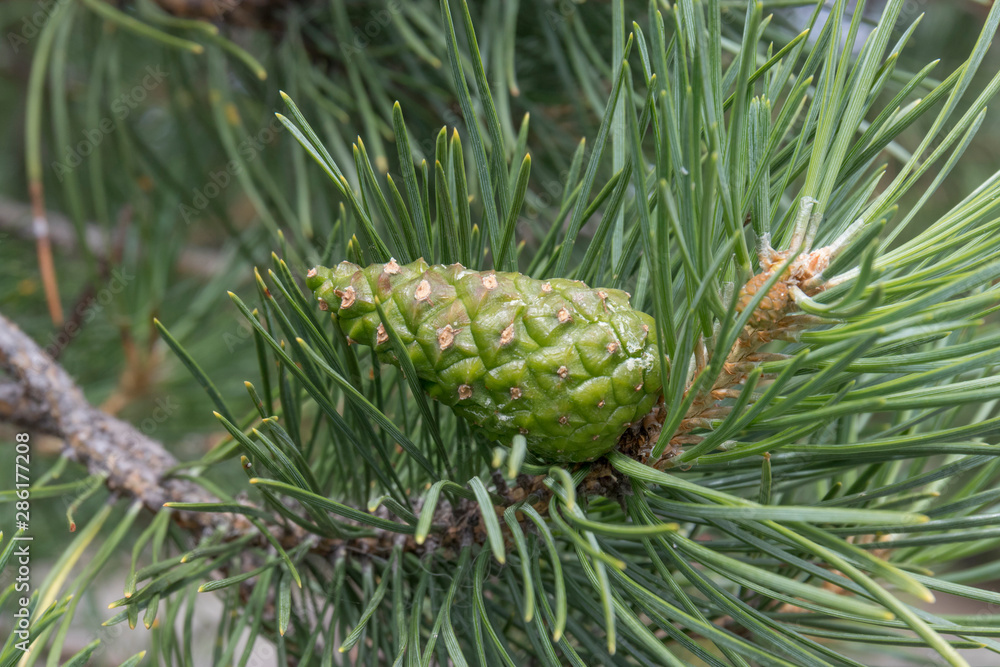 Young pine cone on a pine tree branch Young pine cone on a pine tree branch
