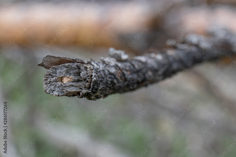 Branch of an old tree with bark in summer