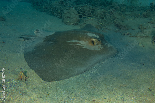 Cowtail Stingray On the seabed  in the Red Sea
