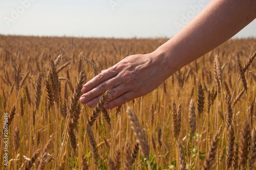 hand hold the bouquet of the wheat against the yellow field