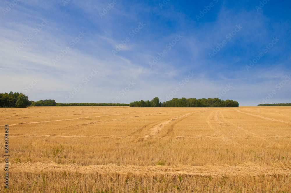 Wheat field after harvest and blue sky