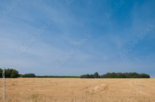 Wheat field after harvest and blue sky