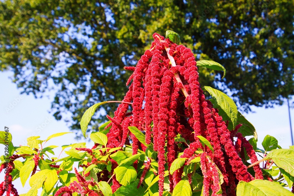 Close up of red blooming flower with hanging blossoms (Amaranthus caudatus, Kiwicha), green leaves against blue sky and blurred green tree background - Netherlands, Limburg Close up of red blooming flower with hanging blossoms (Amaranthus caudatus, Kiwicha), green leaves against blue sky and blurred green tree background - Netherlands, Limburg