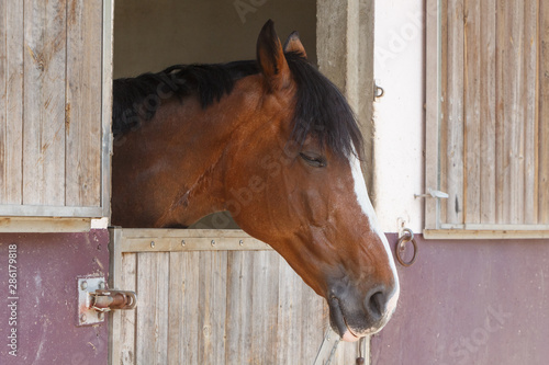 Head of a snoozing bay horse out of his box