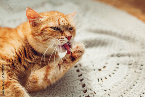 Ginger cat washing paw lying on floor rug at home. Pet licking itself